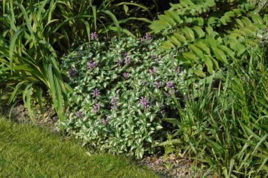 Rosenplister Lamium maculatum 'Roseum' 5-10 i kruka P9 Lamium maculatum 'Roseum'
