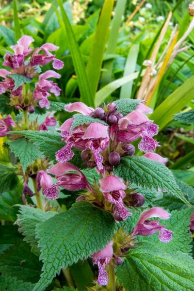 Praktnässla Lamium orvala 5-10 i kruka P9 Lamium orvala
