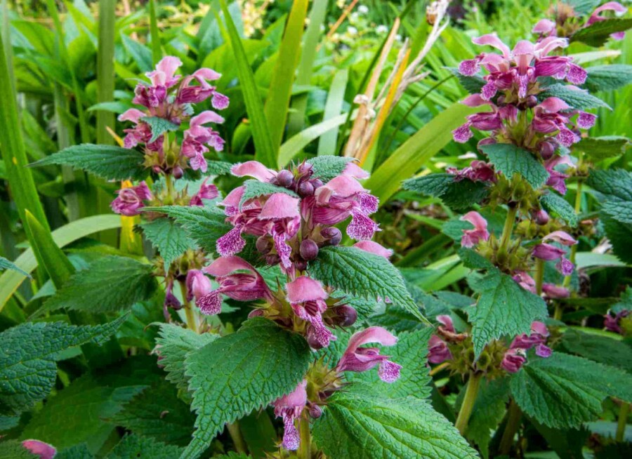 Praktnässla Lamium orvala 5-10 i kruka P9 Lamium orvala