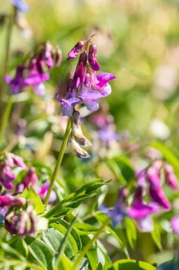 Vårärt Lathyrus vernus 5-10 i kruka P9 Lathyrus vernus