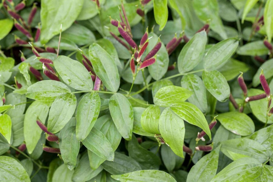 Vårärt Lathyrus vernus 5-10 i kruka P9 Lathyrus vernus