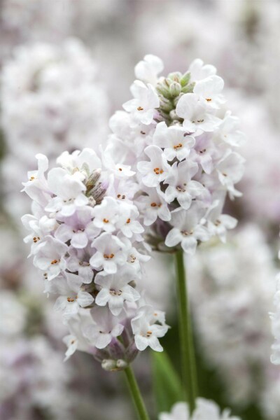 Lavandula angustifolia 'Alba'