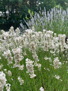 Lavendel Lavandula angustifolia 'Edelweiss' 5-10 i kruka P9 Lavandula angustifolia 'Edelweiss'