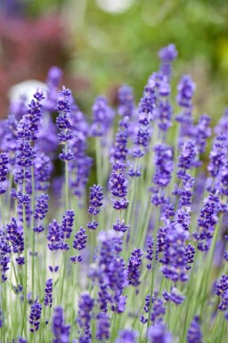 Lavendel Lavandula angustifolia 5-10 i kruka P9 Lavandula angustifolia