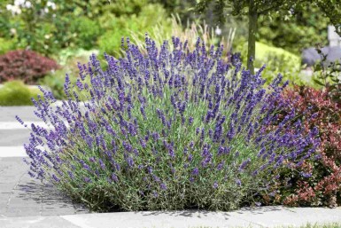 Lavendel Lavandula angustifolia 5-10 i kruka P9 Lavandula angustifolia