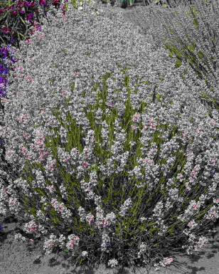 Lavendel Lavandula angustifolia 'Rosea' 5-10 i kruka P9 Lavandula angustifolia 'Rosea'