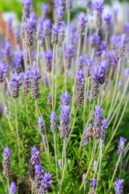 Fransk lavendel Lavandula dentata 'Royal Crown' 5-10 i kruka P9 Lavandula dentata 'Royal Crown'