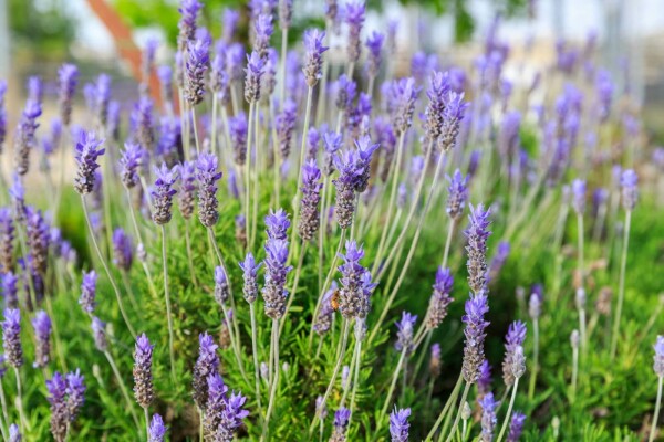 Lavandula dentata 'Royal Crown'