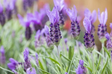 Lavandula stoechas