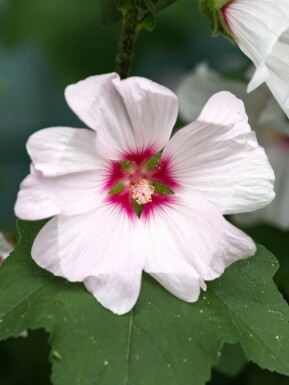 Trädgårdsmalva Lavatera olbia 'Blushing Bride' 5-10 i kruka P9 Lavatera olbia 'Blushing Bride'