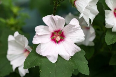 Trädgårdsmalva Lavatera olbia 'Blushing Bride' 5-10 i kruka P9 Lavatera olbia 'Blushing Bride'