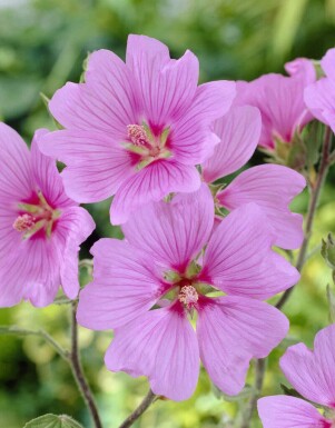 Stockros Lavatera olbia 'Bredon Springs' 5-10 i kruka P9 Lavatera olbia 'Bredon Springs'