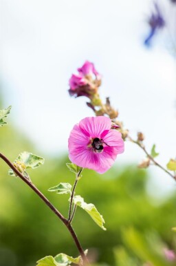 Malva Lavatera olbia 'Burgundy Wine' 5-10 i kruka P9 Lavatera olbia 'Burgundy Wine'