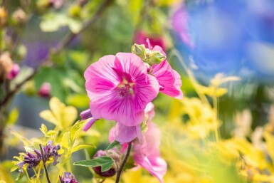 Malva Lavatera olbia 'Burgundy Wine' 5-10 i kruka P9 Lavatera olbia 'Burgundy Wine'