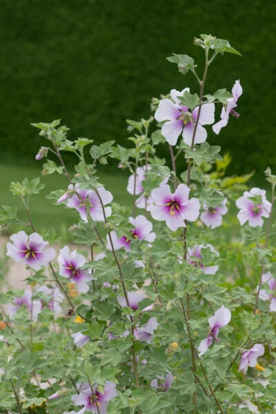Strandmalva Lavatera maritima 5-10 i kruka P9 Lavatera maritima