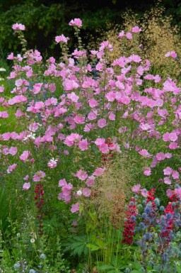 Stockros Lavatera olbia 'Rosea' 5-10 i kruka P9 Lavatera olbia 'Rosea'