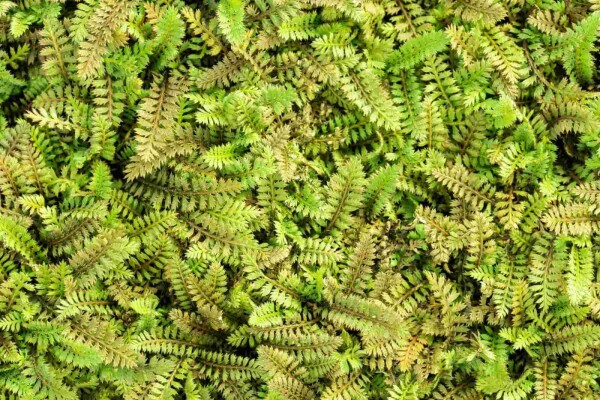Leptinella potentillina