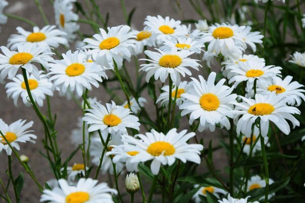 Leucanthemum superbum 'Becky'