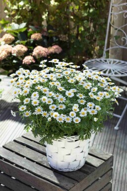 Prästkrage Leucanthemum vulgare 5-10 i kruka P9 Leucanthemum vulgare