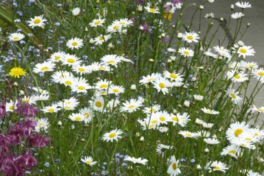 Prästkrage Leucanthemum vulgare 5-10 i kruka P9 Leucanthemum vulgare