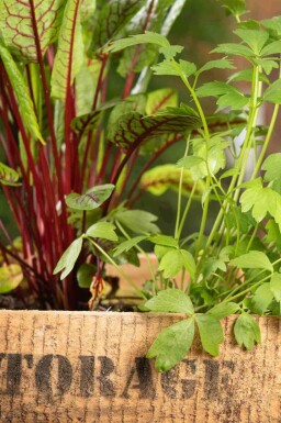 Levisticum officinale