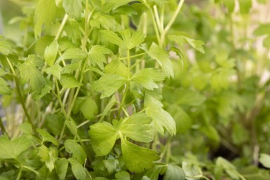 Levisticum officinale