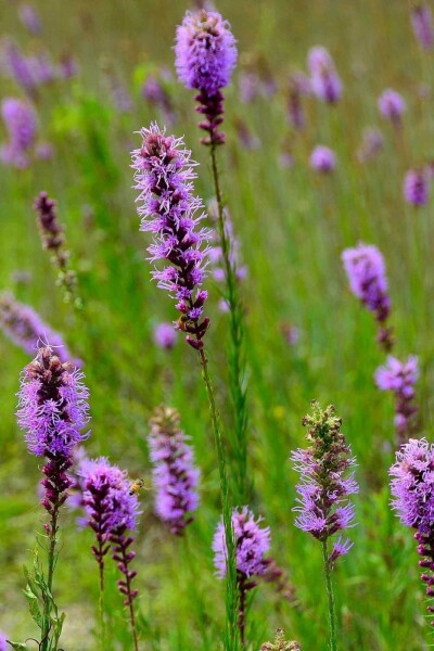 Spetsblomma Liatris pycnostachya 5-10 i kruka P9 Liatris pycnostachya