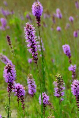 Spetsblomma Liatris pycnostachya 5-10 i kruka P9 Liatris pycnostachya