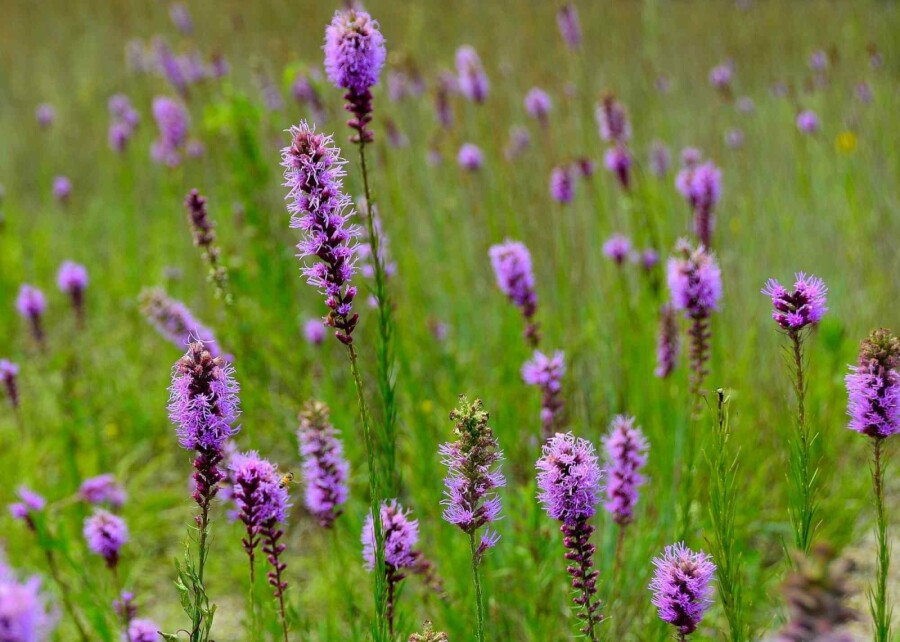 Spetsblomma Liatris pycnostachya 5-10 i kruka P9 Liatris pycnostachya