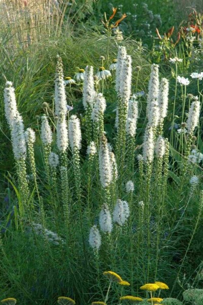 Rosenstav Liatris spicata 'Alba' 5-10 i kruka P9 Liatris spicata 'Alba'