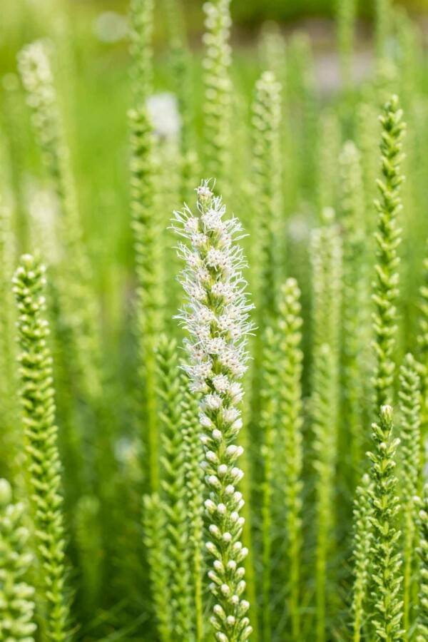 Rosenstav Liatris spicata 'Alba' 5-10 i kruka P9 Liatris spicata 'Alba'