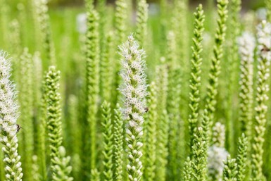 Rosenstav Liatris spicata 'Alba' 5-10 i kruka P9 Liatris spicata 'Alba'