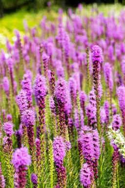 Liatris spicata