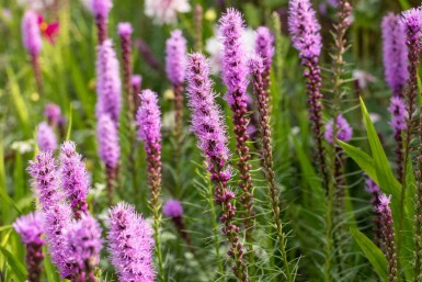 Rosenstav Liatris spicata 5-10 i kruka P9 Liatris spicata