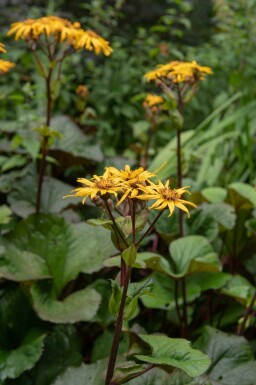Kantstånds Ligularia dentata 'Desdemona' 5-10 i kruka P9 Ligularia dentata 'Desdemona'