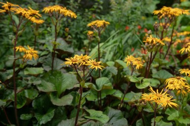 Kantstånds Ligularia dentata 'Desdemona' 5-10 i kruka P9 Ligularia dentata 'Desdemona'