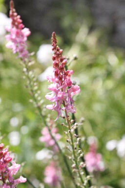 Purpursporre Linaria purpurea 'Canon J. Went' 5-10 i kruka P9 Linaria purpurea 'Canon J. Went'