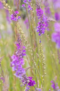 Purpursporre Linaria purpurea 5-10 i kruka P9 Linaria purpurea