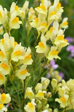 Gullspira Linaria vulgaris 5-10 i kruka P9 Linaria vulgaris