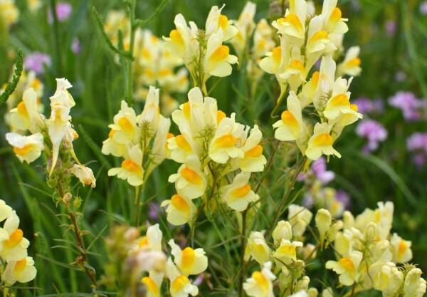 Linaria vulgaris