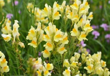 Gullspira Linaria vulgaris 5-10 i kruka P9 Linaria vulgaris
