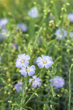 Berglin Linum perenne 5-10 i kruka P9 Linum perenne