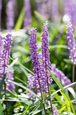 Blålilja Liriope muscari 'Big Blue' 5-10 i kruka P9 Liriope muscari 'Big Blue'