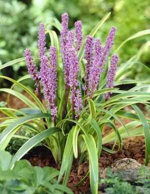 Liriope Liriope muscari 'Gold Banded' 5-10 i kruka P9 Liriope muscari 'Gold Banded'