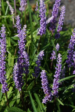 Liriope Liriope muscari 'Ingwersen' 5-10 i kruka P9 Liriope muscari 'Ingwersen'