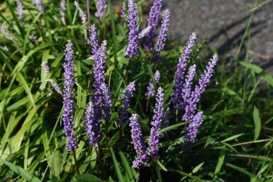 Liriope Liriope muscari 'Ingwersen' 5-10 i kruka P9 Liriope muscari 'Ingwersen'
