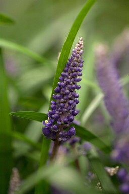 Liriope Liriope muscari 5-10 i kruka P9 Liriope muscari
