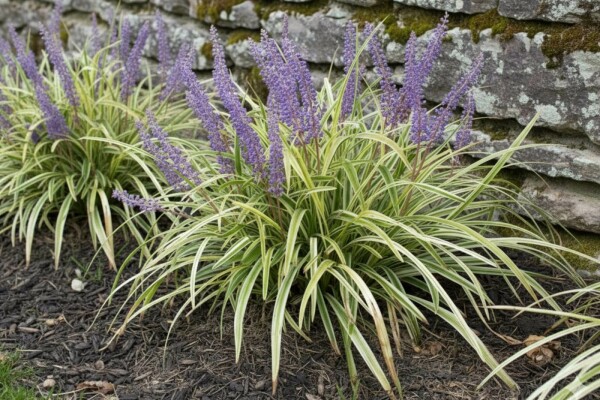 Liriope muscari 'Variegata'