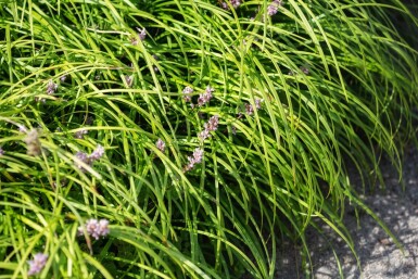 Liriope spicata