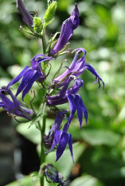 Blå lobelia Lobelia siphilitica 5-10 i kruka P9 Lobelia siphilitica